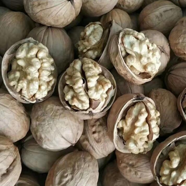 Kayısı Çekirdeği
